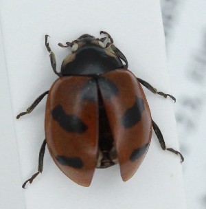  ( - IMQC1000282)  @11 [ ] CreativeCommons  Attribution (by) (2025) Daniel Handfield Unspecified