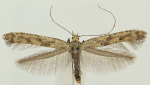  ( - MDH035156)  @11 [ ] CreativeCommons  Attribution (by) (2023) Daniel Handfield Unspecified