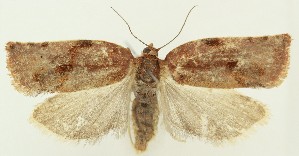  ( - MDH035171)  @11 [ ] CreativeCommons  Attribution (by) (2024) Daniel Handfield Unspecified