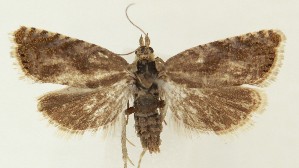  (Dichrorampha dana - MDH035737)  @11 [ ] CreativeCommons  Attribution (by) (2024) Daniel Handfield Unspecified