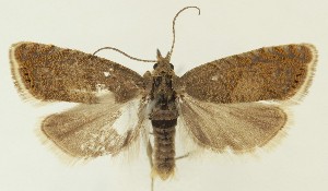  ( - MDH035738)  @11 [ ] CreativeCommons  Attribution (by) (2024) Daniel Handfield Unspecified