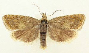  ( - MDH035740)  @11 [ ] CreativeCommons  Attribution (by) (2024) Daniel Handfield Unspecified