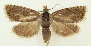  ( - MDH035743)  @11 [ ] CreativeCommons  Attribution (by) (2024) Daniel Handfield Unspecified