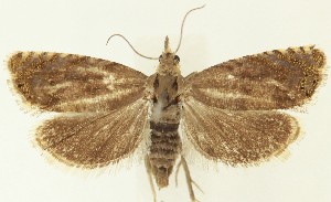  ( - MDH035744)  @11 [ ] CreativeCommons  Attribution (by) (2024) Daniel Handfield Unspecified