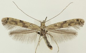  ( - MDH035993)  @11 [ ] CreativeCommons  Attribution (by) (2024) Daniel Handfield Unspecified