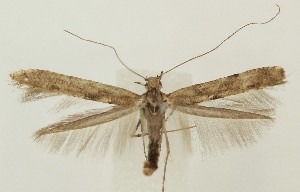  ( - MDH036222)  @11 [ ] CreativeCommons  Attribution (by) (2024) Daniel Handfield Unspecified