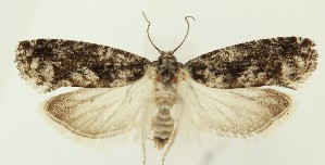  ( - MDH036261)  @11 [ ] CreativeCommons  Attribution (by) (2024) Daniel Handfield Unspecified