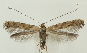  ( - MDH036550)  @11 [ ] CreativeCommons  Attribution (by) (2024) Daniel Handfield Unspecified