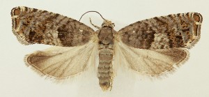  ( - MDH036745)  @11 [ ] CreativeCommons  Attribution (by) (2024) Daniel Handfield Unspecified