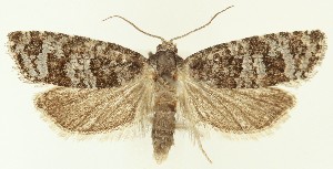  ( - MDH036775)  @11 [ ] CreativeCommons  Attribution (by) (2024) Daniel Handfield Unspecified