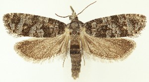  ( - MDH036776)  @11 [ ] CreativeCommons  Attribution (by) (2024) Daniel Handfield Unspecified