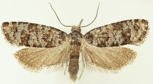  ( - MDH036780)  @11 [ ] CreativeCommons  Attribution (by) (2024) Daniel Handfield Unspecified