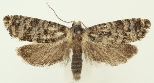  ( - MDH036782)  @11 [ ] CreativeCommons  Attribution (by) (2024) Daniel Handfield Unspecified