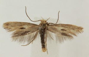  ( - MDH036891)  @11 [ ] CreativeCommons  Attribution (by) (2023) Daniel Handfield Unspecified