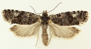  ( - MDH037160)  @11 [ ] CreativeCommons  Attribution (by) (2024) Daniel Handfield Unspecified