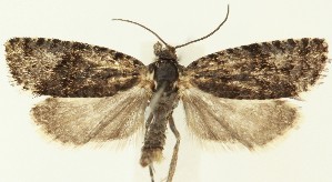  ( - MDH037161)  @11 [ ] CreativeCommons  Attribution (by) (2024) Daniel Handfield Unspecified