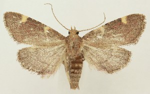  ( - MDH037686)  @11 [ ] CreativeCommons  Attribution (by) (2023) Daniel Handfield Unspecified