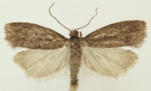  ( - MDH037796)  @11 [ ] CreativeCommons  Attribution (by) (2024) Daniel Handfield Unspecified