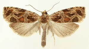  ( - MDH037876)  @11 [ ] CreativeCommons  Attribution (by) (2024) Daniel Handfield Unspecified