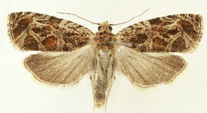  ( - MDH037879)  @11 [ ] CreativeCommons  Attribution (by) (2024) Daniel Handfield Unspecified