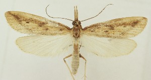  ( - MDH037968)  @11 [ ] CreativeCommons  Attribution (by) (2023) Daniel Handfield Unspecified