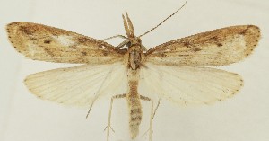  ( - MDH038028)  @11 [ ] CreativeCommons  Attribution (by) (2023) Daniel Handfield Unspecified