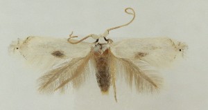  ( - MDH038101)  @11 [ ] CreativeCommons  Attribution (by) (2024) Daniel Handfield Unspecified