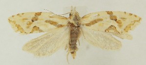  ( - MDH038207)  @11 [ ] CreativeCommons  Attribution (by) (2024) Daniel Handfield Unspecified