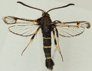  ( - MDH038228)  @11 [ ] CreativeCommons  Attribution (by) (2024) Daniel Handfield Unspecified