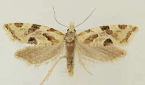  ( - MDH038247)  @11 [ ] CreativeCommons  Attribution (by) (2024) Daniel Handfield Unspecified