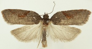  ( - MDH038299)  @11 [ ] CreativeCommons  Attribution (by) (2024) Daniel Handfield Unspecified