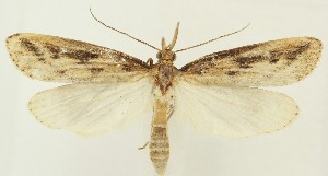  ( - MDH038369)  @11 [ ] CreativeCommons  Attribution (by) (2024) Daniel Handfield Unspecified