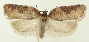  ( - MDH038517)  @11 [ ] CreativeCommons  Attribution (by) (2024) Daniel Handfield Unspecified