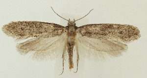  ( - MDH038629)  @11 [ ] CreativeCommons  Attribution (by) (2024) Daniel Handfield Unspecified