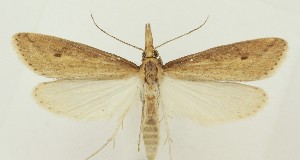  ( - MDH03886)  @11 [ ] CreativeCommons  Attribution (by) (2024) Daniel Handfield Unspecified