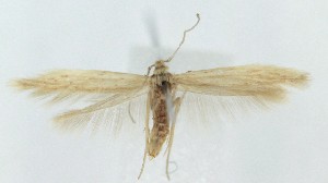  ( - MDH038942)  @11 [ ] CreativeCommons  Attribution (by) (2025) Daniel Handfield Unspecified