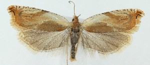  ( - MDH038963)  @11 [ ] CreativeCommons  Attribution (by) (2025) Daniel Handfield Unspecified