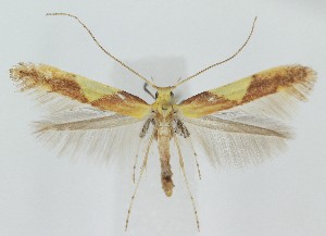  ( - MDH038979)  @11 [ ] CreativeCommons  Attribution (by) (2025) Daniel Handfield Unspecified