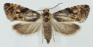  ( - MDH039015)  @11 [ ] CreativeCommons  Attribution (by) (2025) Daniel Handfield Unspecified