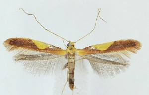  ( - MDH039046)  @11 [ ] CreativeCommons  Attribution (by) (2025) Daniel Handfield Unspecified