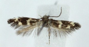  ( - MDH039080)  @11 [ ] CreativeCommons  Attribution (by) (2025) Daniel Handfield Unspecified