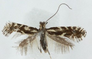  ( - MDH039082)  @11 [ ] CreativeCommons  Attribution (by) (2025) Daniel Handfield Unspecified