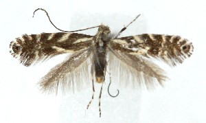  ( - MDH039083)  @11 [ ] CreativeCommons  Attribution (by) (2025) Daniel Handfield Unspecified