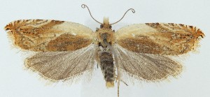  ( - MDH039092)  @11 [ ] CreativeCommons  Attribution (by) (2025) Daniel Handfield Unspecified