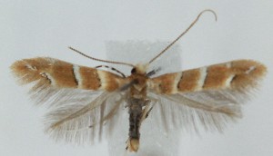  ( - MDH039202)  @11 [ ] CreativeCommons  Attribution (by) (2025) Daniel Handfield Unspecified