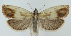  ( - MDH039218)  @11 [ ] CreativeCommons  Attribution (by) (2025) Daniel Handfield Unspecified