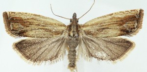  ( - MDH039220)  @11 [ ] CreativeCommons  Attribution (by) (2025) Daniel Handfield Unspecified