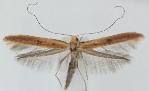  ( - MDH039270)  @11 [ ] CreativeCommons  Attribution (by) (2025) Daniel Handfield Unspecified