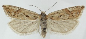  ( - MDH039308)  @11 [ ] CreativeCommons  Attribution (by) (2025) Daniel Handfield Unspecified