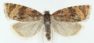  ( - MDH039318)  @11 [ ] CreativeCommons  Attribution (by) (2025) Daniel Handfield Unspecified